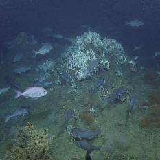 Fish amid the coral