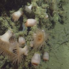 Several anemones