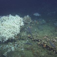 Coral and school of fish