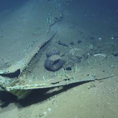 Hercules exploring stern of wreck