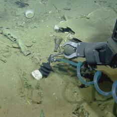 Hercules Retrieving Bowl