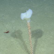 Glass Sponge and Shrimp