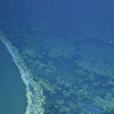 Mussel Bed on the Shore of the Brine Pool