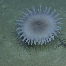 Large Anenome