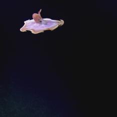 Deep Sea Dumbo Octopus