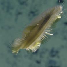 Swimming Polychaete