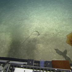 Dumbo Octopus Casts Eerie Shadow