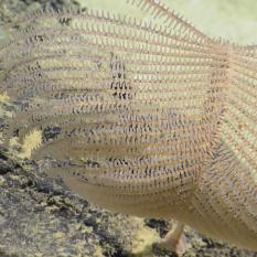 Black Coral Polyps