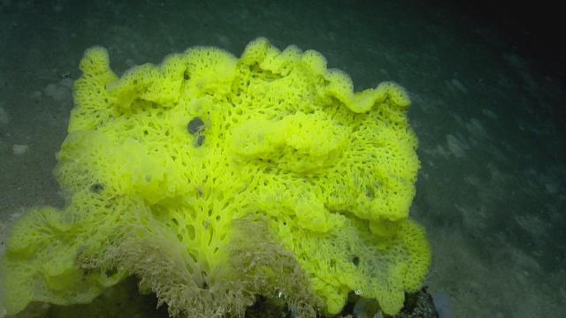 Neon Sponge