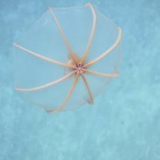 Transparent Juvenile Dumbo Octopus