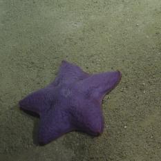 Purple Sea Star