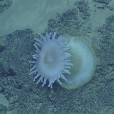 Anemone On The Mountain