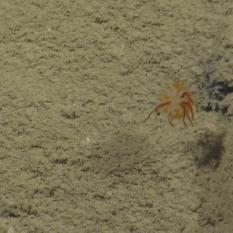 Dandelion Ctenophore