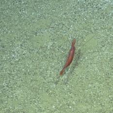 Red Shrimp At Night