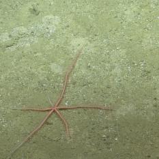 Large Brittle Star