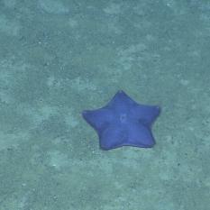 Purple Sea Star