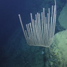 Candelabra Coral