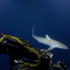 Silky Shark