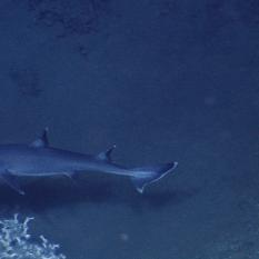 Shark Swims Among Deep Sea Coral