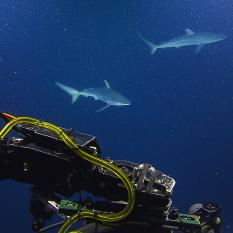 Silky Sharks