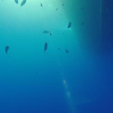 Underwater View