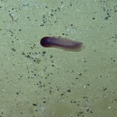 Sea Cucumber