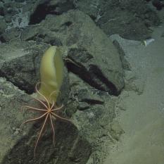 Brittle Star and Sponge