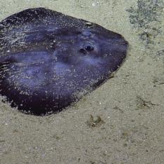 A Large Skate