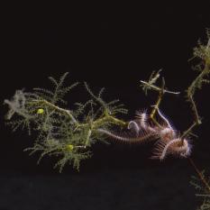 Coral Meets Brittle Star