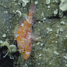 Scorpion Fish Hanging Out