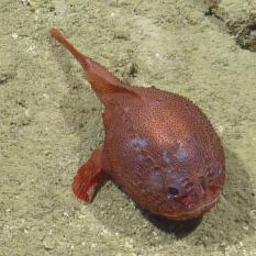 Frogfish