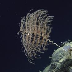 Octocoral