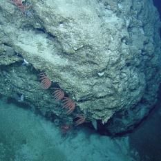 Brisingid Sea Stars