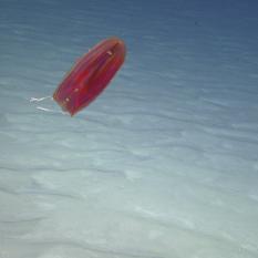 Ctenophore Light Show