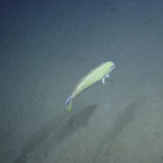 Large Wrasse