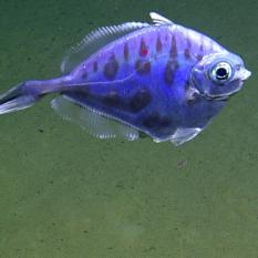 Blue Dory