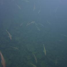 School Of Fish