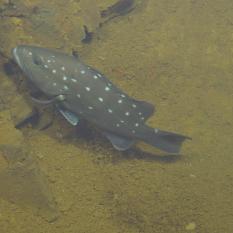 Dusky Grouper