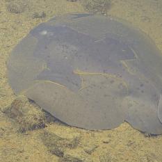 Torpedo Ray