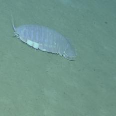 Giant Isopod