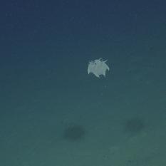 Tiny White Dumbo Octopus