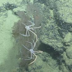 Spider Crabs on Coral