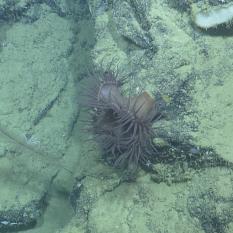 Anemone on Rock