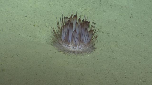 Pink Sea Urchin