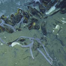 Mussels and Sea Cucumbers