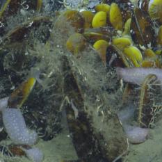 Mussel Bed and Sea Cucumbers