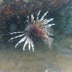 Lionfish Invasion