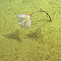 Stalked Glass Sponge