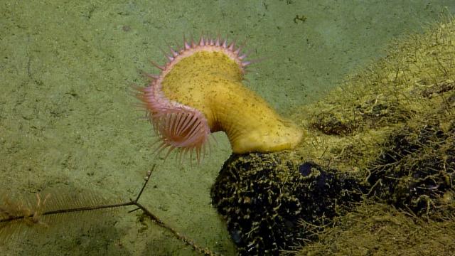 Venus Flytrap Anemone