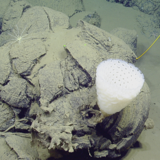 Glass sponge on pillow lava